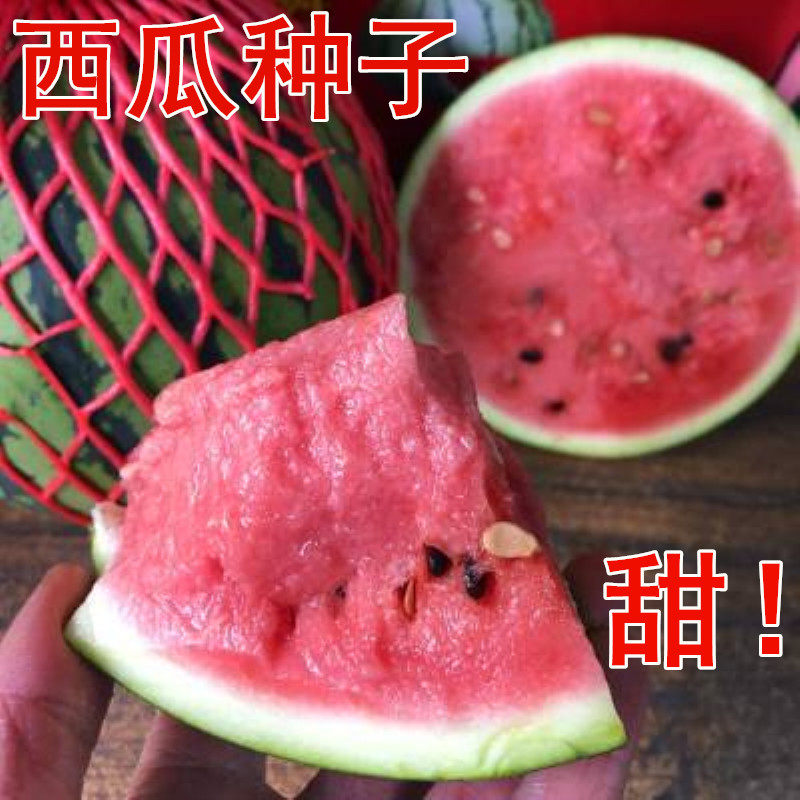 春播巨型红肉黄心南方冰糖麒麟无籽西瓜种子特大甜王水果西瓜种籽,宠物/宠物食品及用品,水草,淘宝优惠券,粉丝福利购,淘宝优惠卷
