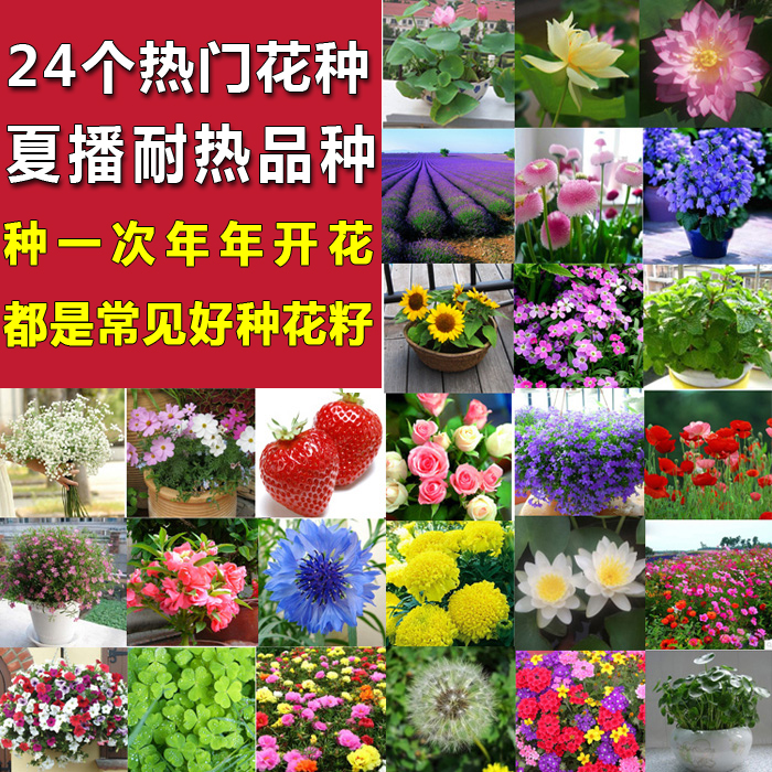 四季套餐阳台盆栽景观花种子