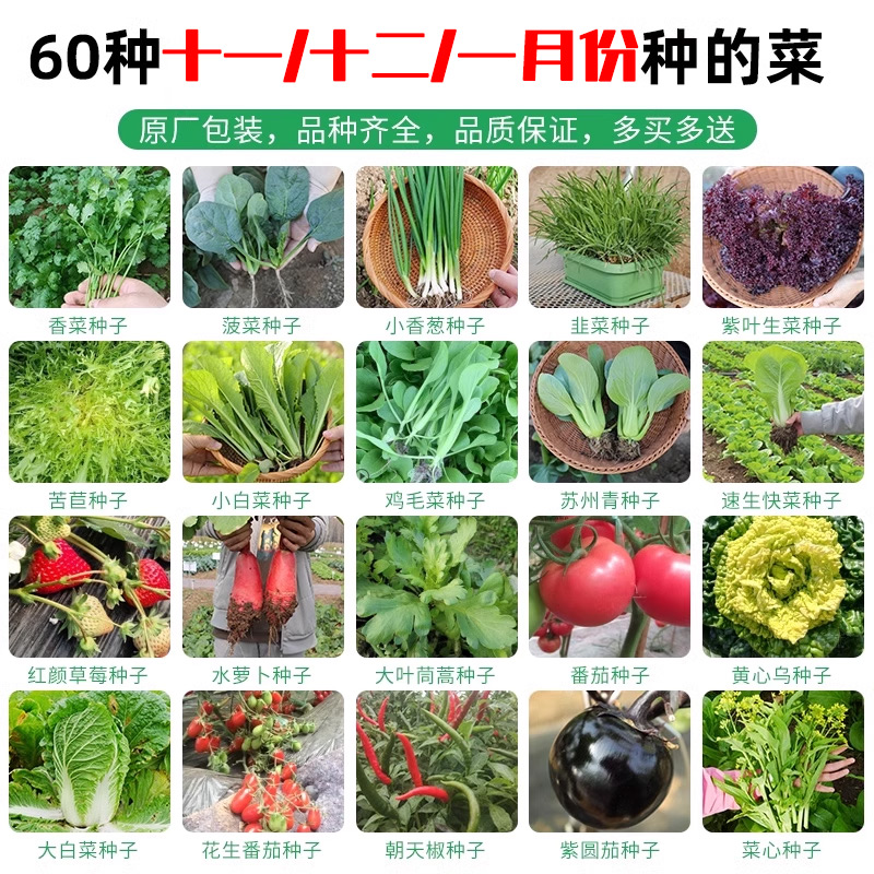 各种蔬菜子种籽四季草莓香菜青菜秋季菠菜籽儿阳台葱种大全生菜孑