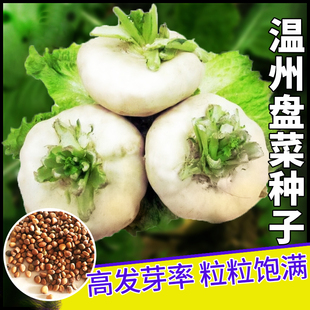 温州盘菜种籽浙江大盘菜种子四季秋冬季萝卜生吃芥菜菜籽蔬菜种孑