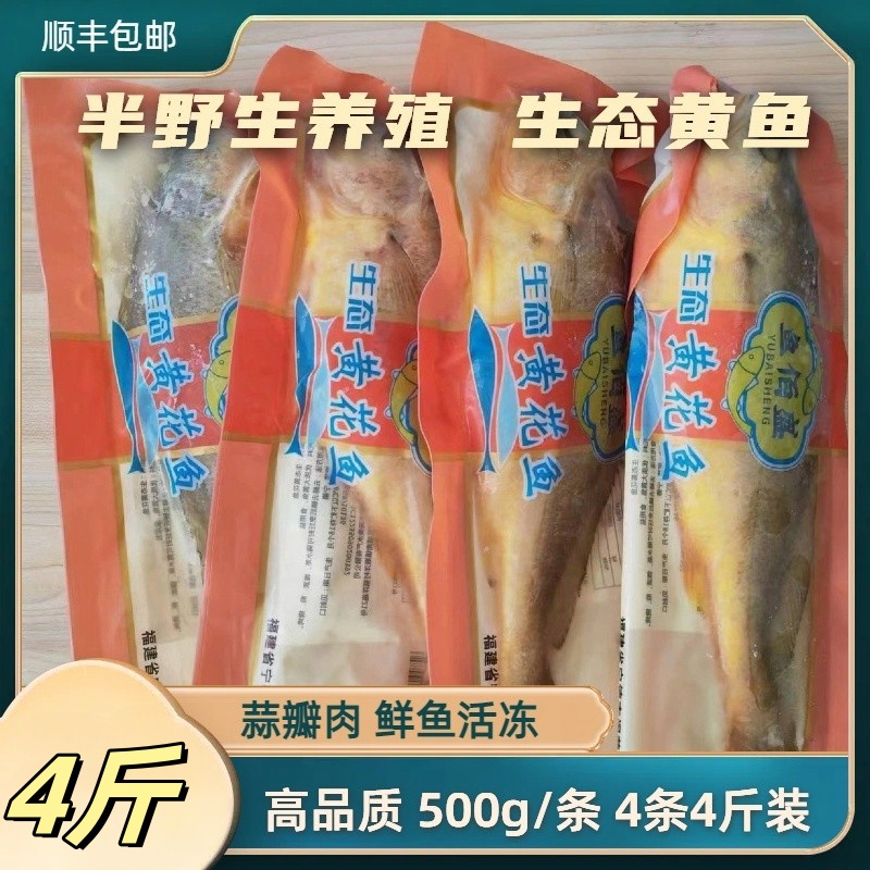 福建宁德大黄鱼1斤1条大黄花鱼新鲜冷冻海鲜黄鱼生态半野生黄鱼