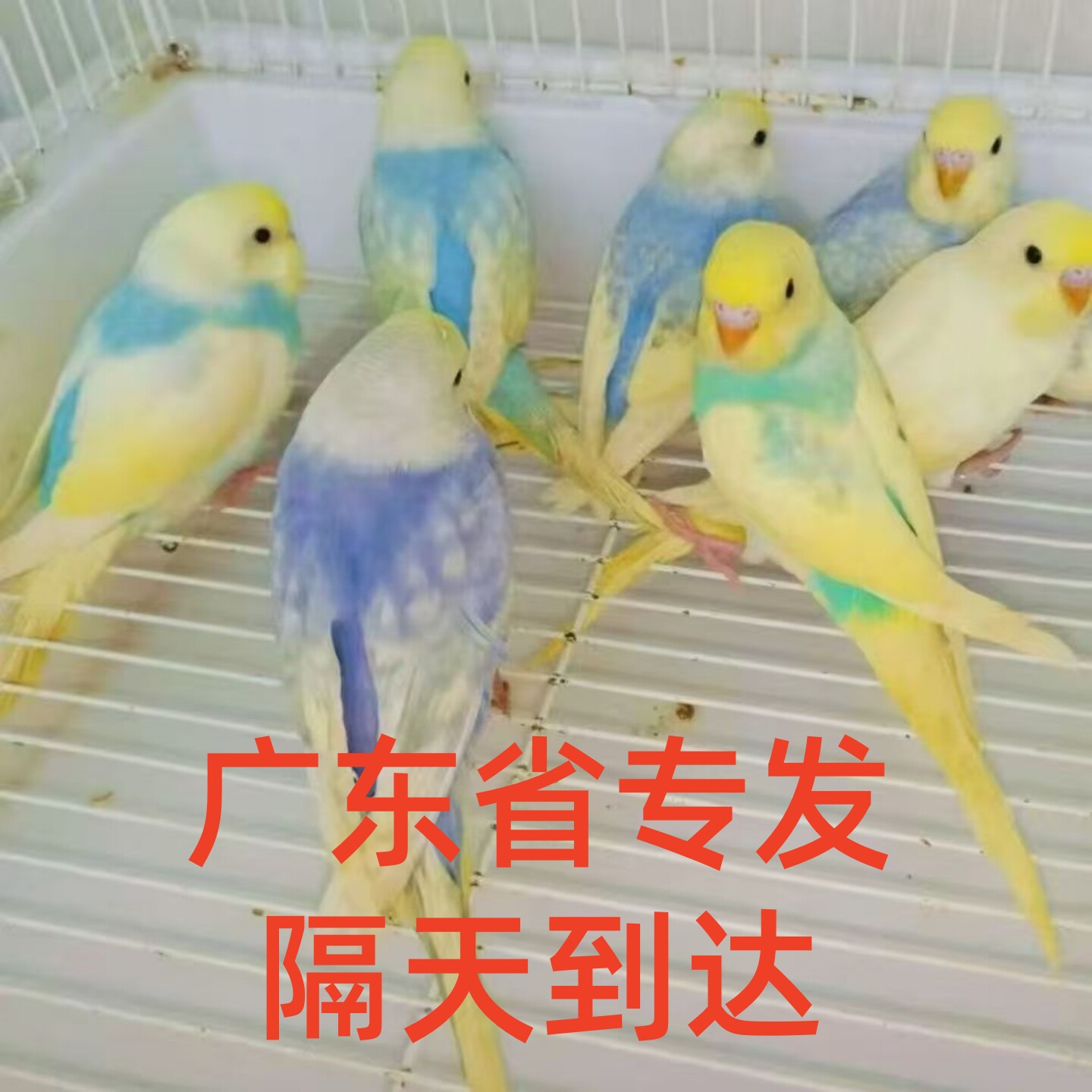 大头虎皮鹦鹉半毛幼雏鸟活鸟纯手养鸟亲人金彩双显会说话公母彩色图片