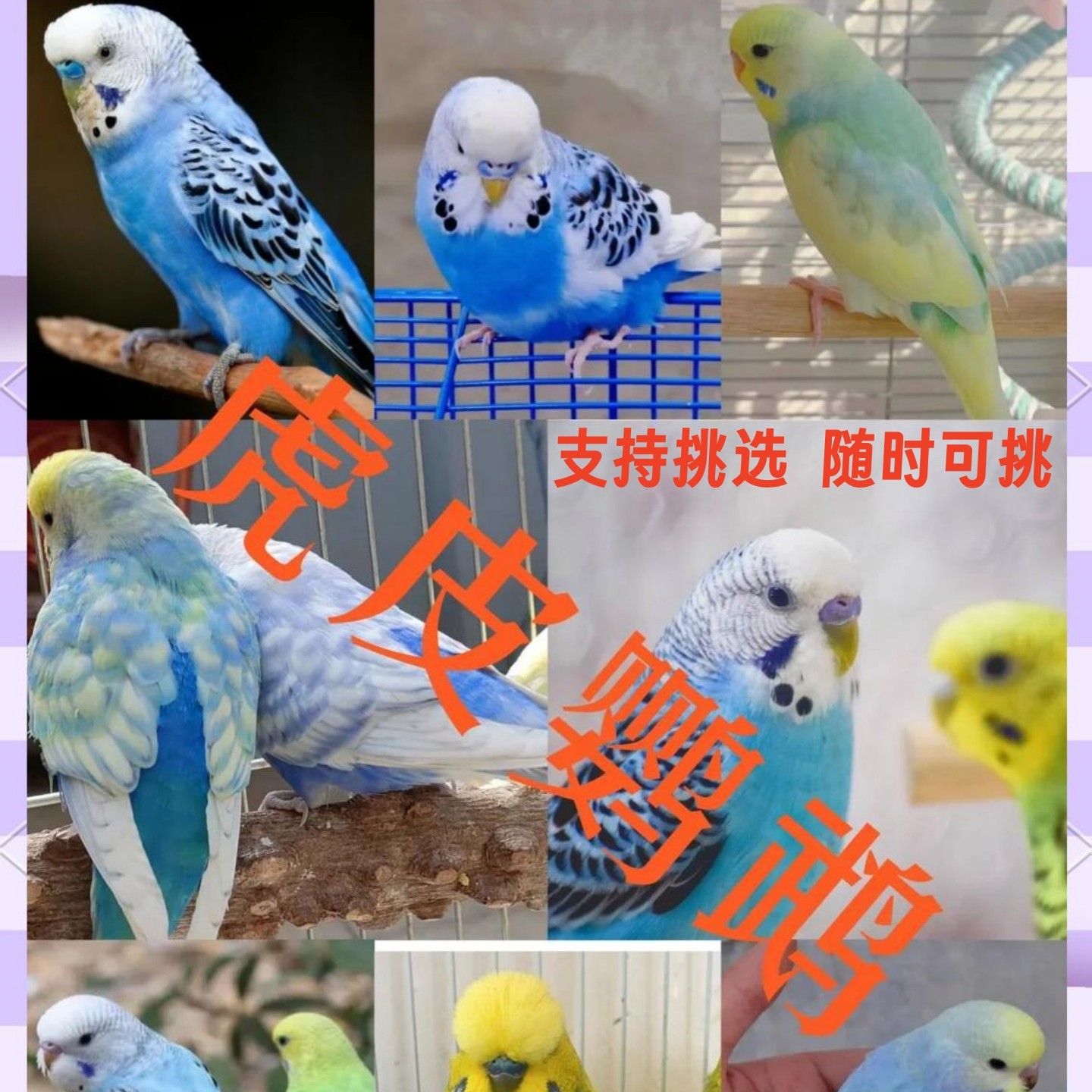 大头虎皮鹦鹉金彩珍珠手养鸟上手图片