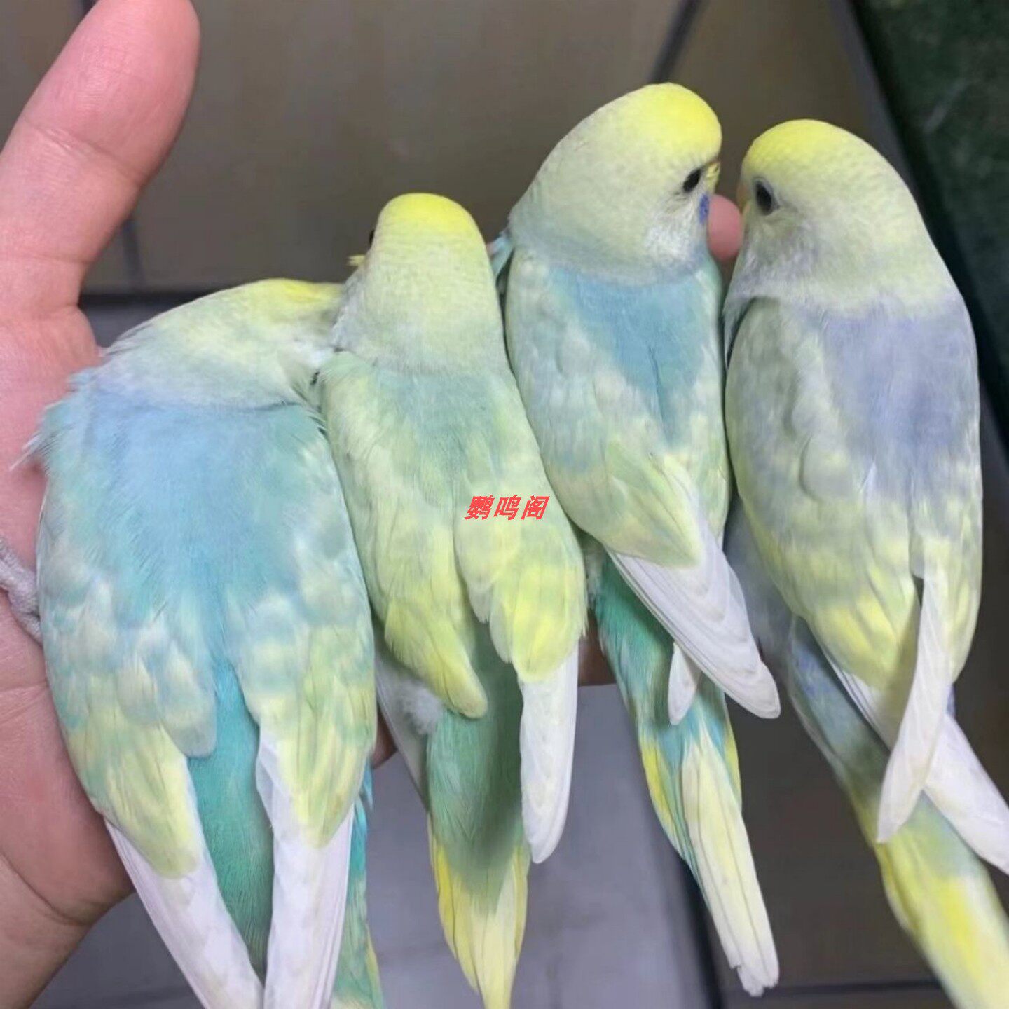 手养虎皮鹦鹉纯手养鸟亲人可上手