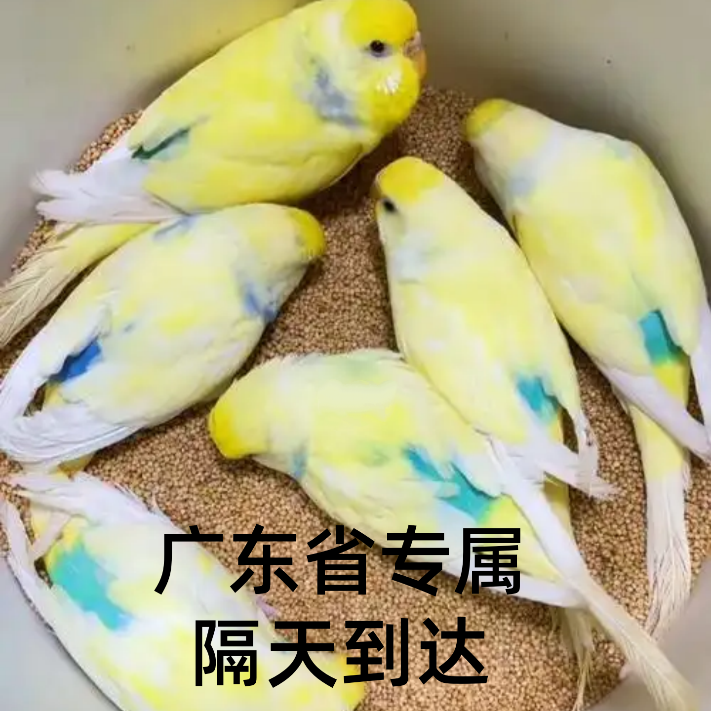 金彩虎皮鹦鹉半毛幼雏鸟活鸟纯手养鸟亲人双金双显珍珠大头会说话图片