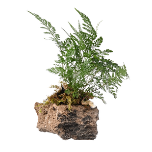 乌龟缸专用生态植物造景吸水石保湿底座绿植水培石菖蒲养龟水草