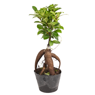 黄缘龟箱造景植物半水龟饲养生态环境专用绿植乌龟缸用真植物耐阴