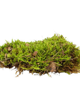鲜活苔藓生态造景植物乌龟用品
