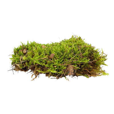 鲜活苔藓生态造景植物乌龟用品