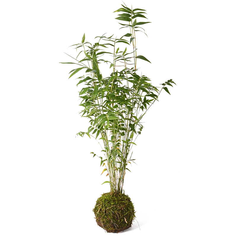 黄缘龟箱造景植物半水龟饲养环境生态专用绿植乌龟躲避遮阴真植物