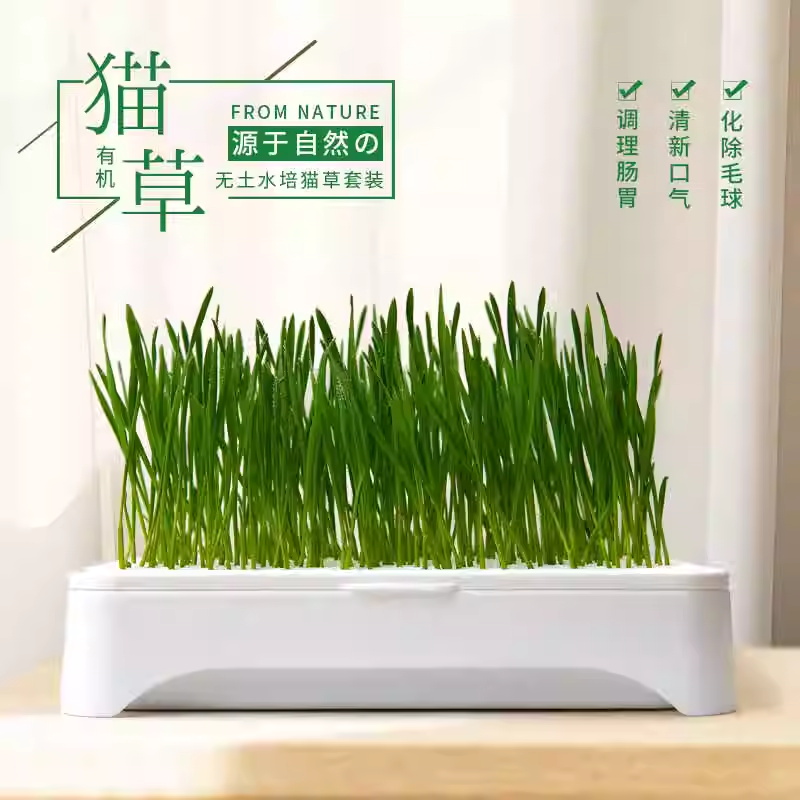 无土水培猫草盆栽化毛球