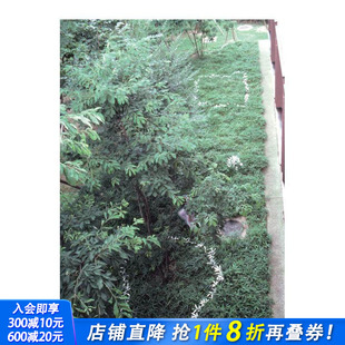 原版 日本雕塑家菅木志雄：文集 1989 1980 Suga 1980–1989 英文艺术画册 第2卷 Vol. Writings 进口书 正版 Kishio 现货