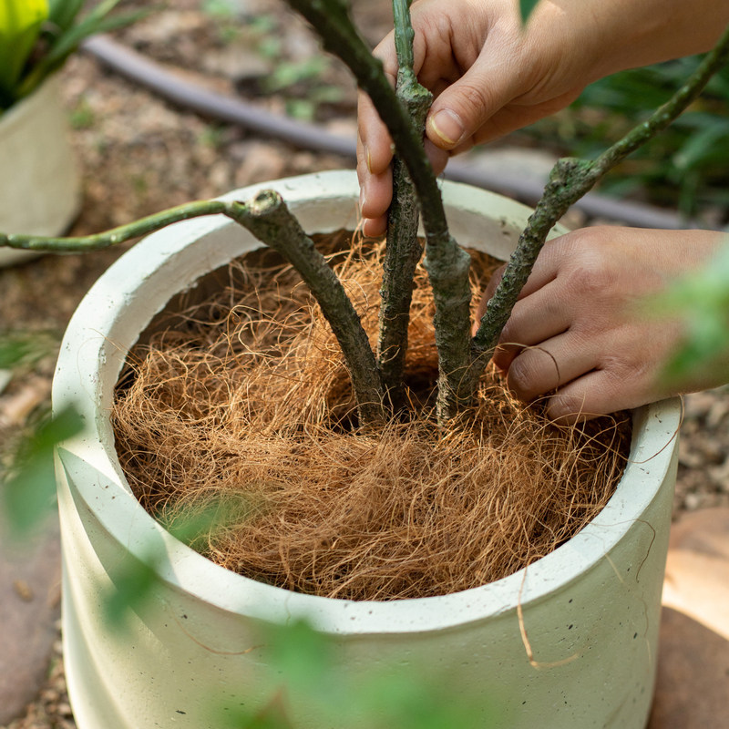 椰丝铺面盆景铺面草花盆土面装饰草丝鸟窝草窝椰丝垫料盆栽椰棕丝