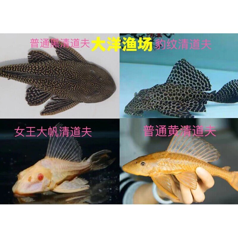 鱼场直销清道夫女王豹纹清洁工大型活体垃圾热带鱼除藻淡水观赏鱼
