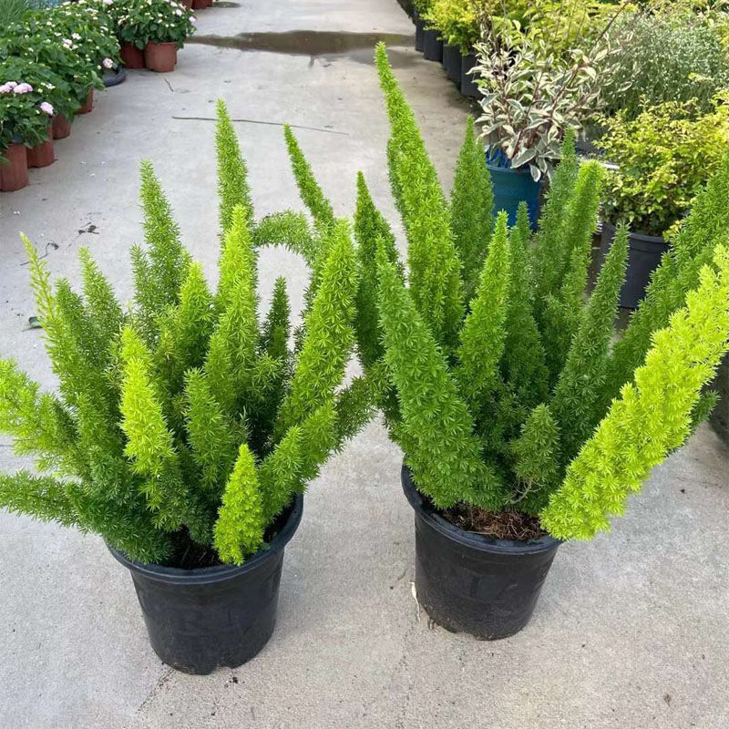 狐尾天门冬阳台庭院花园植物四季绿植盆栽苗花镜耐寒耐热九狐尾草