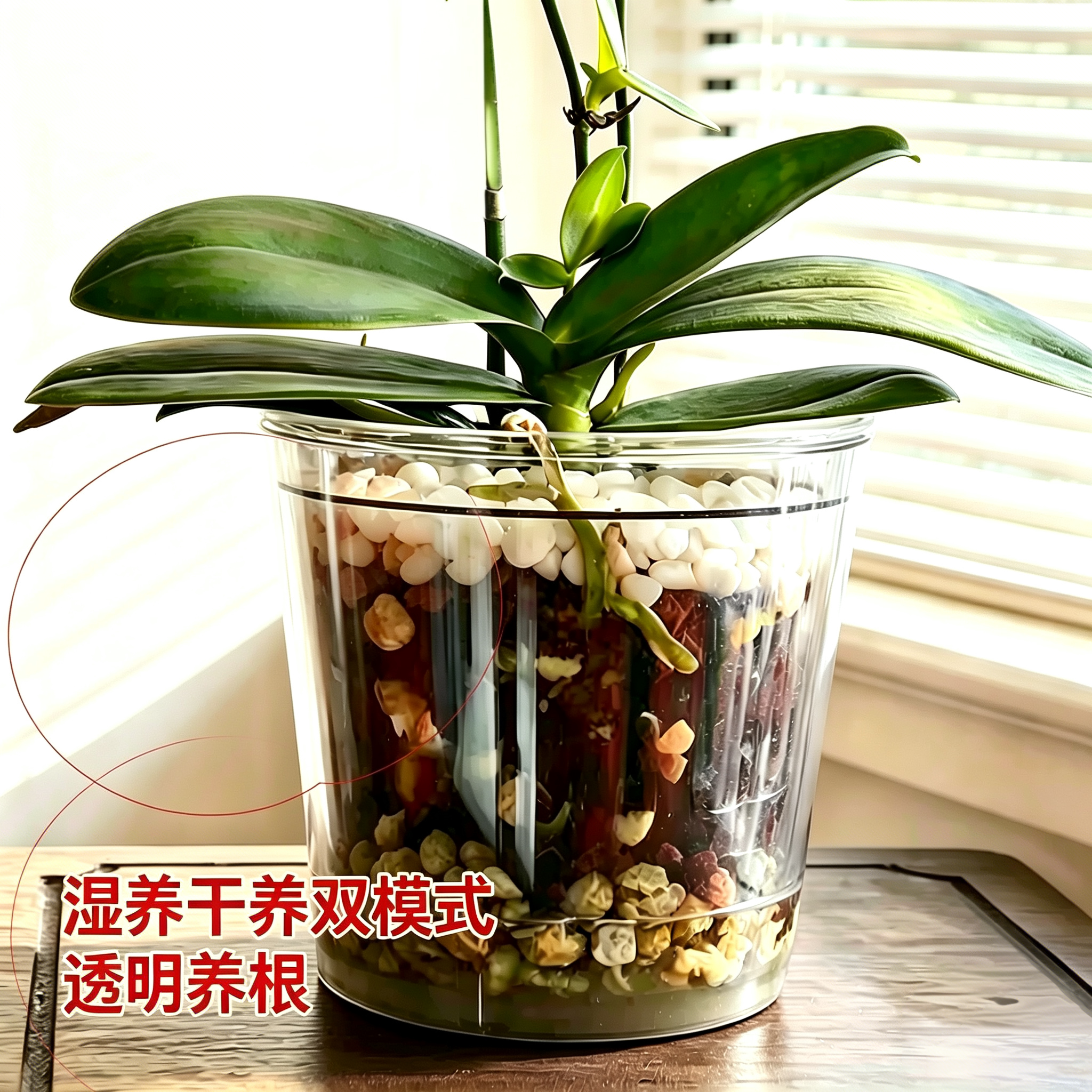 沐兰听枫蝴蝶兰套盆高透明花盆