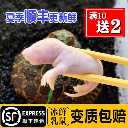 顺丰红皮乳鼠冰冻小白鼠喂蛇冻鼠喂猫宠物蛇食物角蛙蛙粮蜥蜴饲料