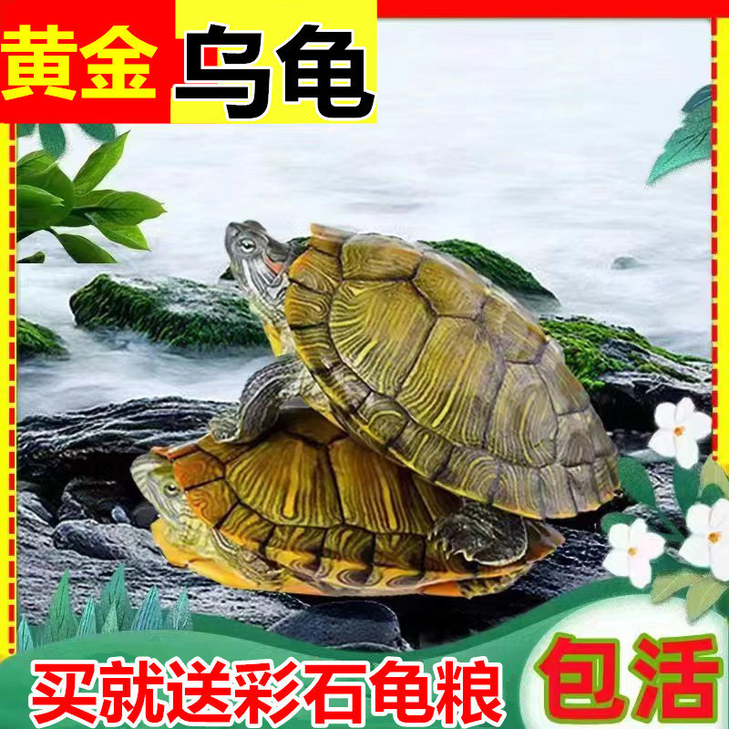 巴西龟乌龟活物宠物网红小乌龟苗龟/鳖