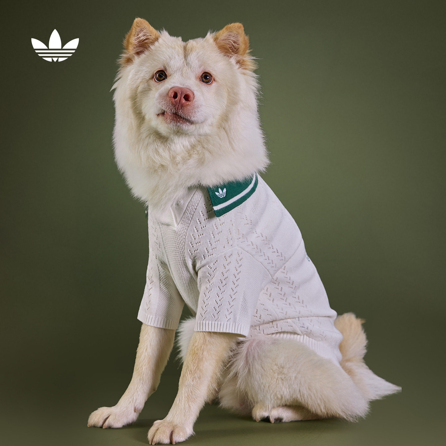 宠物衣服小型犬柔软针织镂空短袖POLO衫狗狗猫咪秋adidas阿迪达斯图片