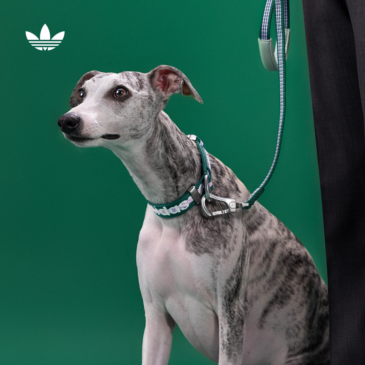 宠物可调节经典亲肤帆布项圈狗狗猫咪新款adidas阿迪达斯三叶草