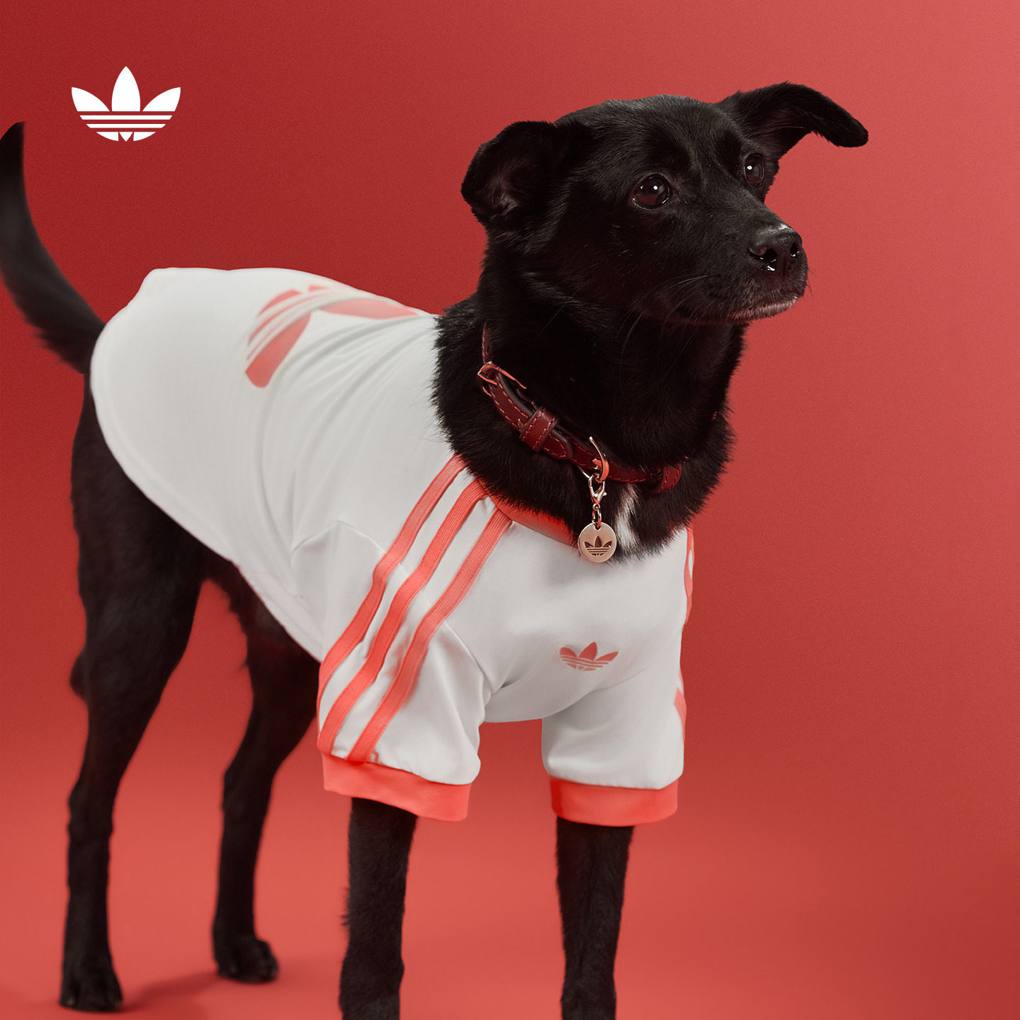 宠物衣服中小型犬多巴胺风凉感短袖T恤狗狗猫咪adidas阿迪达斯图片