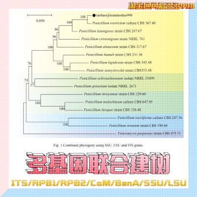 多基因联合建树 NJ法ML法贝叶斯法分子进化树发育树