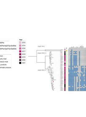 lncRNA/circRNA分析 与miRNA调控网络 多组学联合解析 功能研究