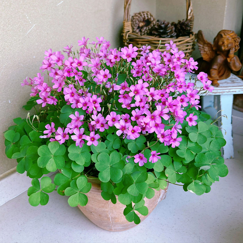 紫叶酢浆草四季开花植物阳台盆栽紫花幸运草蝴蝶三叶草红花草种球