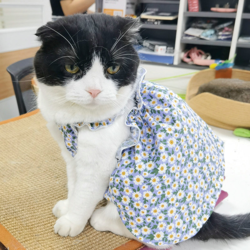 狗狗夏季薄款吊带碎花公主裙子宠物小型犬比熊博美猫咪衣服防掉毛