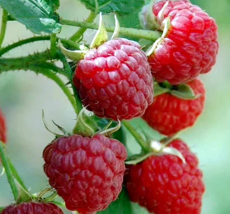 红树莓 双季树莓覆盆子黄红树莓南方北方盆栽地栽水果树刺莓黄袍