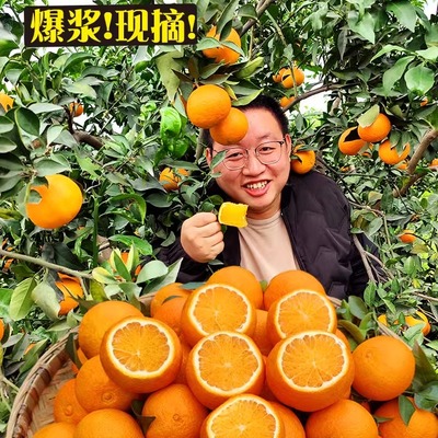 爱媛橙四川眉山皮薄多汁橙子