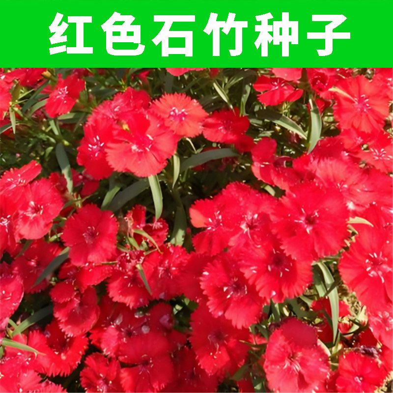 石竹花种子花种籽子五彩红色耐寒