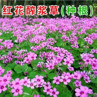 红花酢浆草种球炸酱草种子三叶草紫叶草籽庭院矮生四季花卉绿化