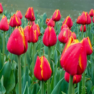 郁金香种球耐寒地栽种子花卉庭院土培水培植物花籽盆栽室外批发