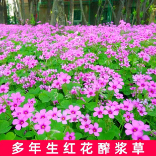 红花酢浆草种球矮生四季酢浆草种子炸酱草三叶草籽紫叶草酸醋浆草