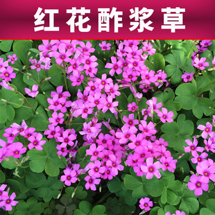 红花酢浆草种球炸酱草种子紫叶草籽庭院多年矮生四季花卉三叶草