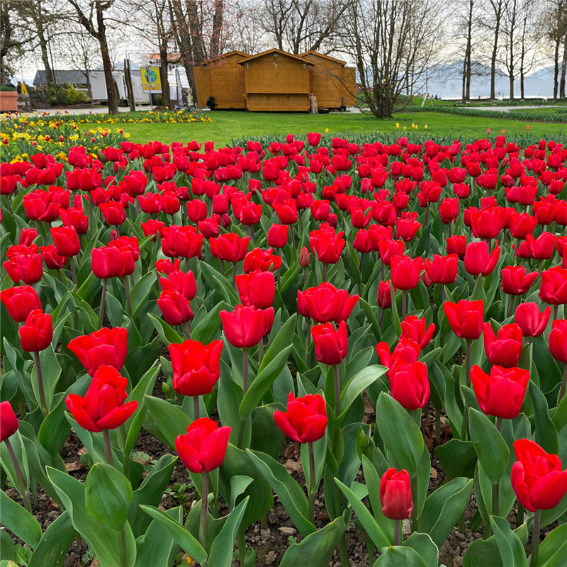 郁金香种球土培耐寒花卉花种四季种易活开花室外阳台盆栽地栽种子