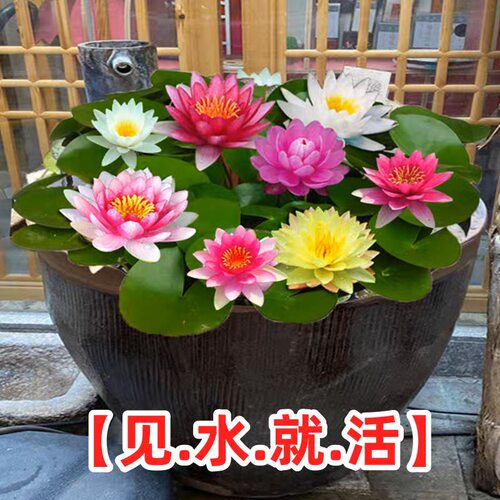 睡莲水培植物种子花卉根块四季水养开花盆栽水池塘鱼池水生水莲花