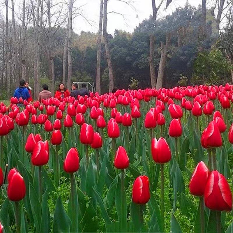 郁金香种球土培地栽种子耐寒矮生花卉多年生花种盆栽花苗室外庭院