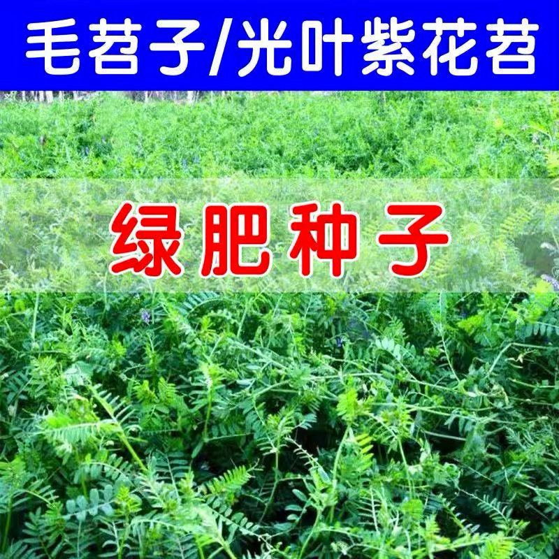 毛苕子种子毛叶苕子种光叶紫花苕绿肥种子箭舌野豌豆果园养蜂蜜源