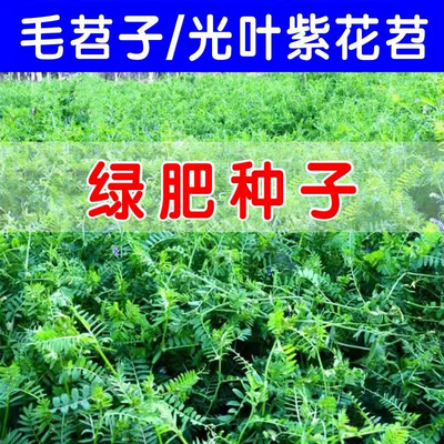 毛苕子种子毛叶苕子种光叶紫花苕绿肥种子箭舌野豌豆果园养蜂蜜源