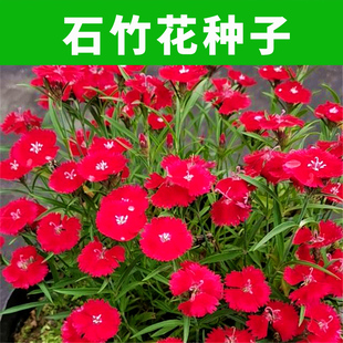 石竹花种子花种籽子五彩四季播种开花室外易活欧石竹花籽庭院花卉