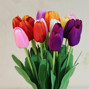 郁金香种球耐寒地栽种子花卉土培水培植物庭院阳台盆栽室外批发