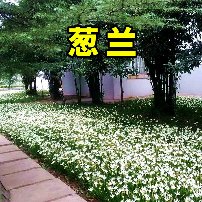 葱兰花苗喜阴花卉耐寒矮生四季韭兰葱莲风雨兰种球花种子庭院绿化