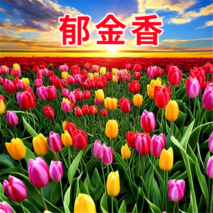 郁金香土培种球地栽开花种子耐寒花苗花卉植物盆栽室外庭院批发