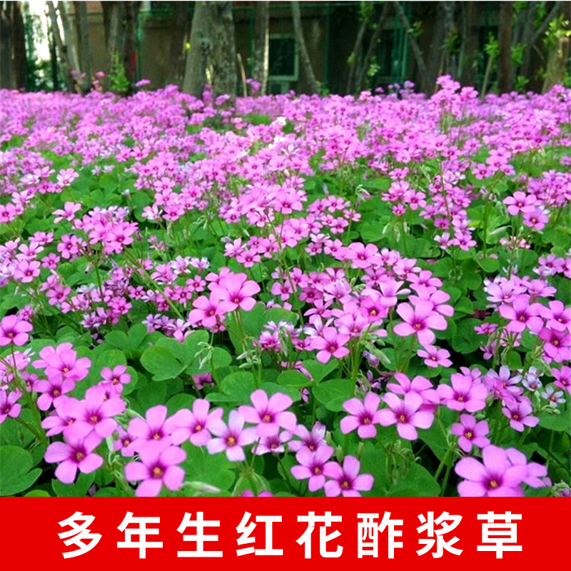 红花酢浆草种球炸酱草种子三叶草籽紫叶庭院四季矮生花卉盆栽绿化