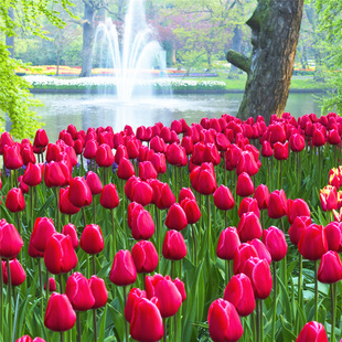 郁金香种球地栽种子土培花卉植物开花种子四季盆栽花苗室外庭院