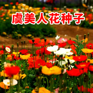 冰岛虞美人花种子四季播种易活花籽开花室外庭院花卉花草耐寒矮生