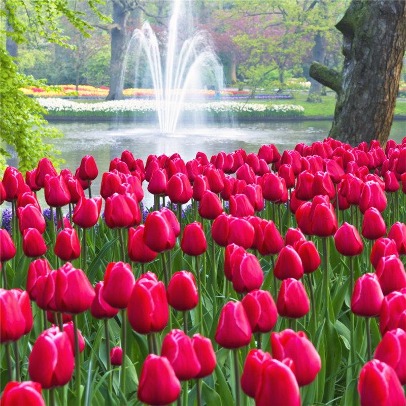 郁金香种球土培耐寒花卉花种四季种易活开花室外阳台盆栽地栽种子