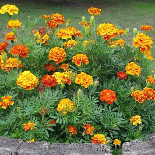 孔雀草种子花种籽子四季播种开花易活室外庭院波斯菊花籽种子花卉